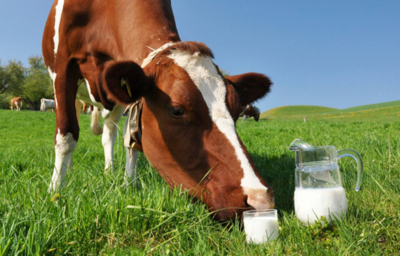 cow