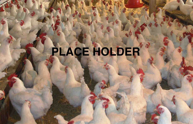 chickens
